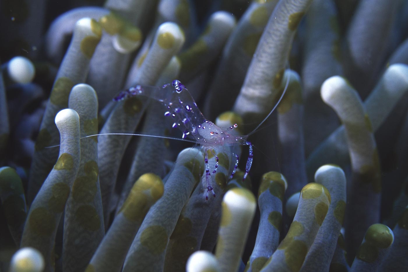 anémone De Crevettes Similan Island Thaïlande