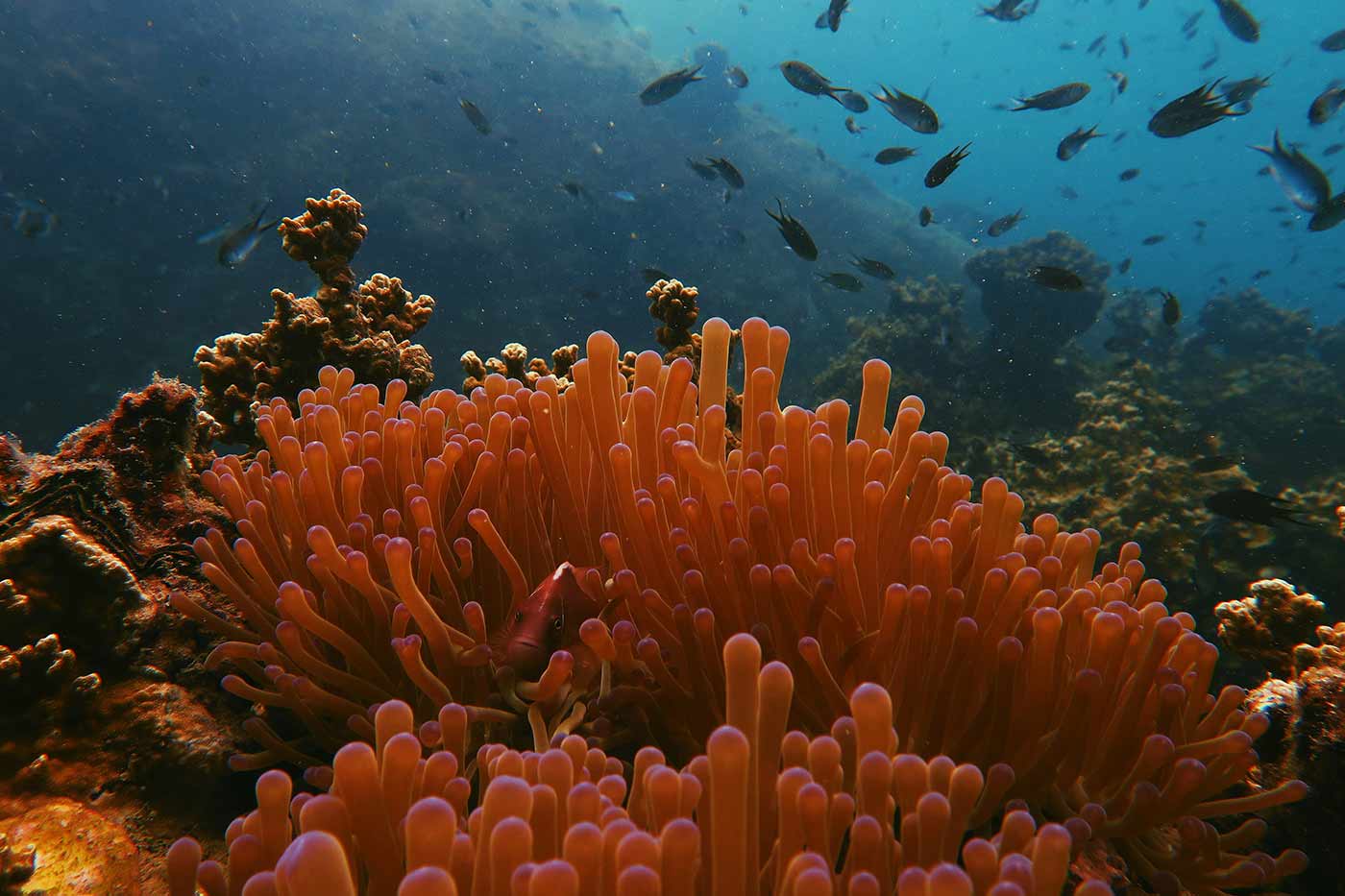 La plongée et les fonds marins à Koh Tao, Thaïlande