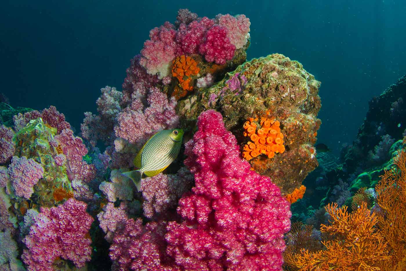 Plongée Koh Lipe Thaïlande