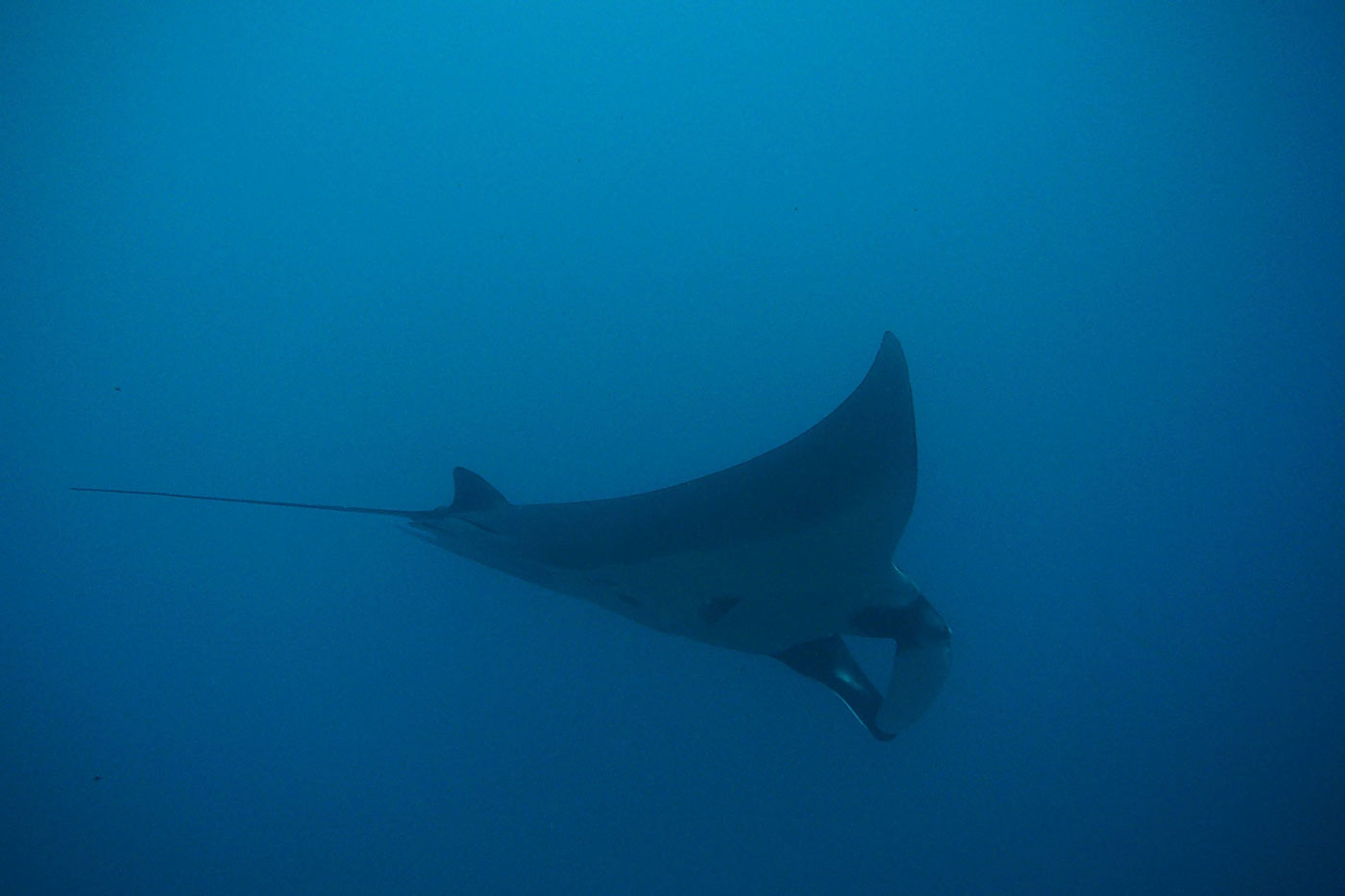 a voir absolument à Similan: la raie manta géante !