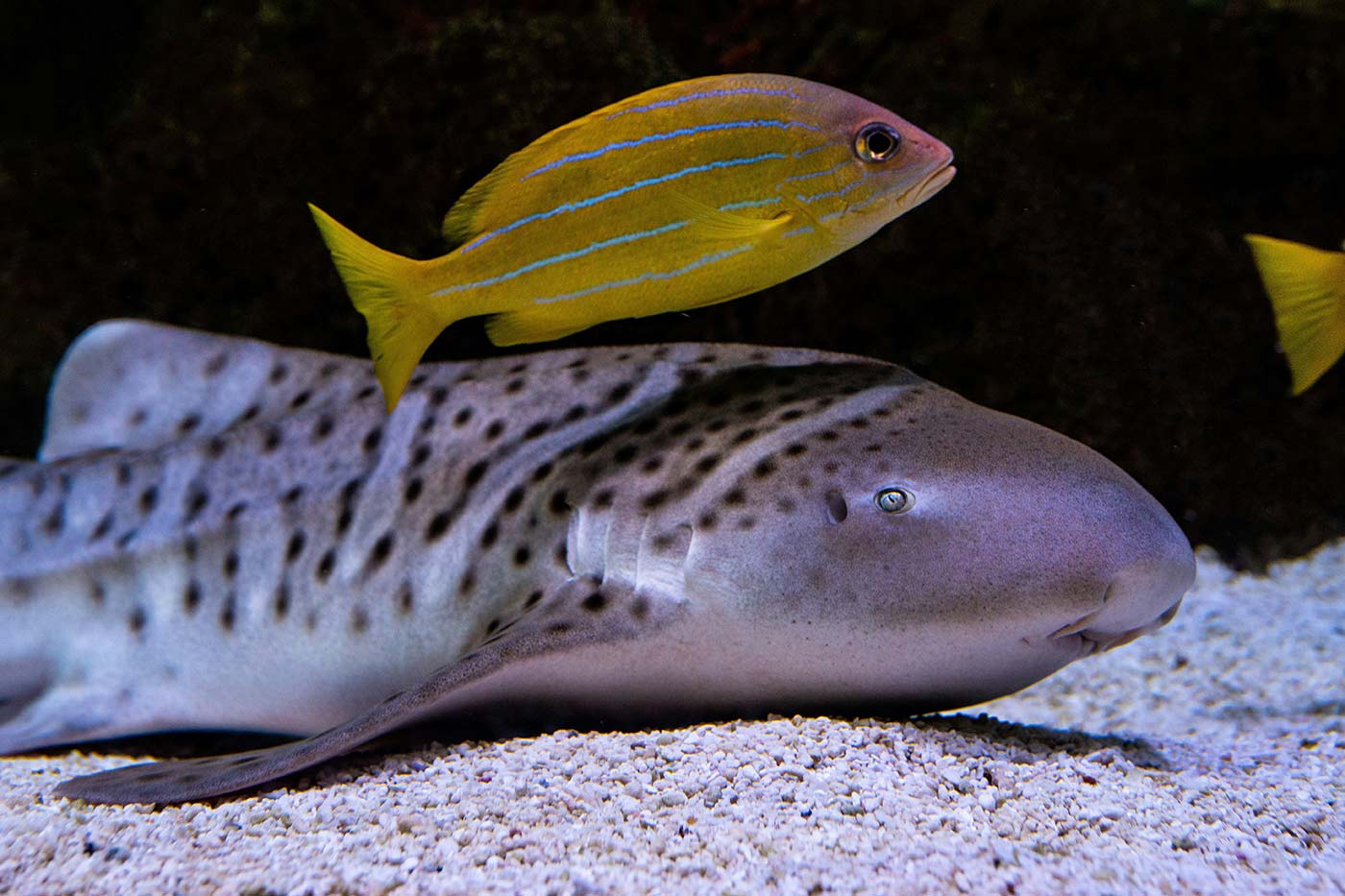 requin léopard Koh Tachai