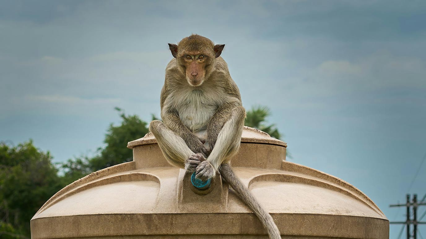 singe Lopburi
