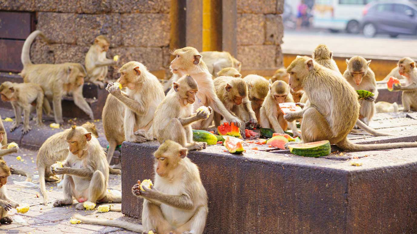 singes Lopburi