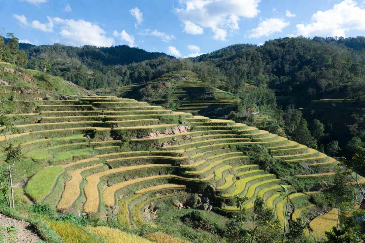 Pa Pong Piang rizières terrasse