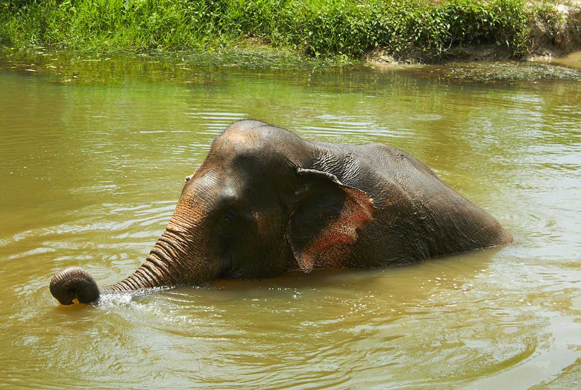éléphant Thaïlande