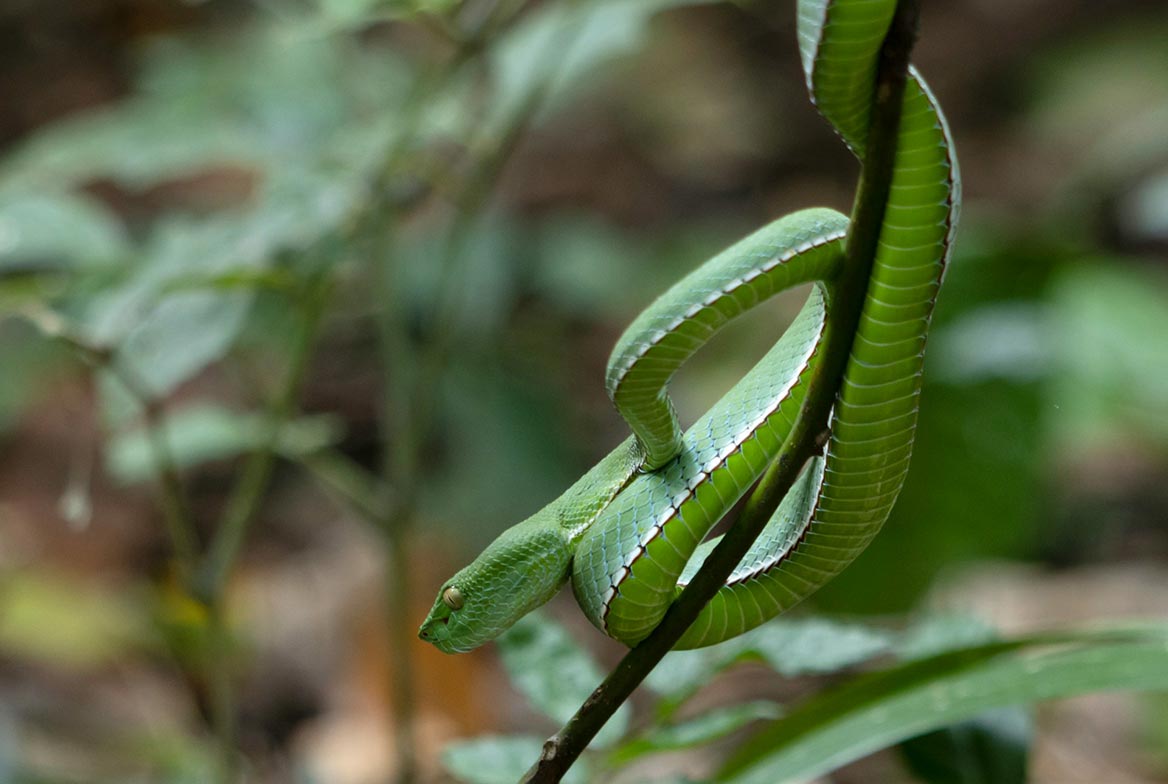 serpent thailande