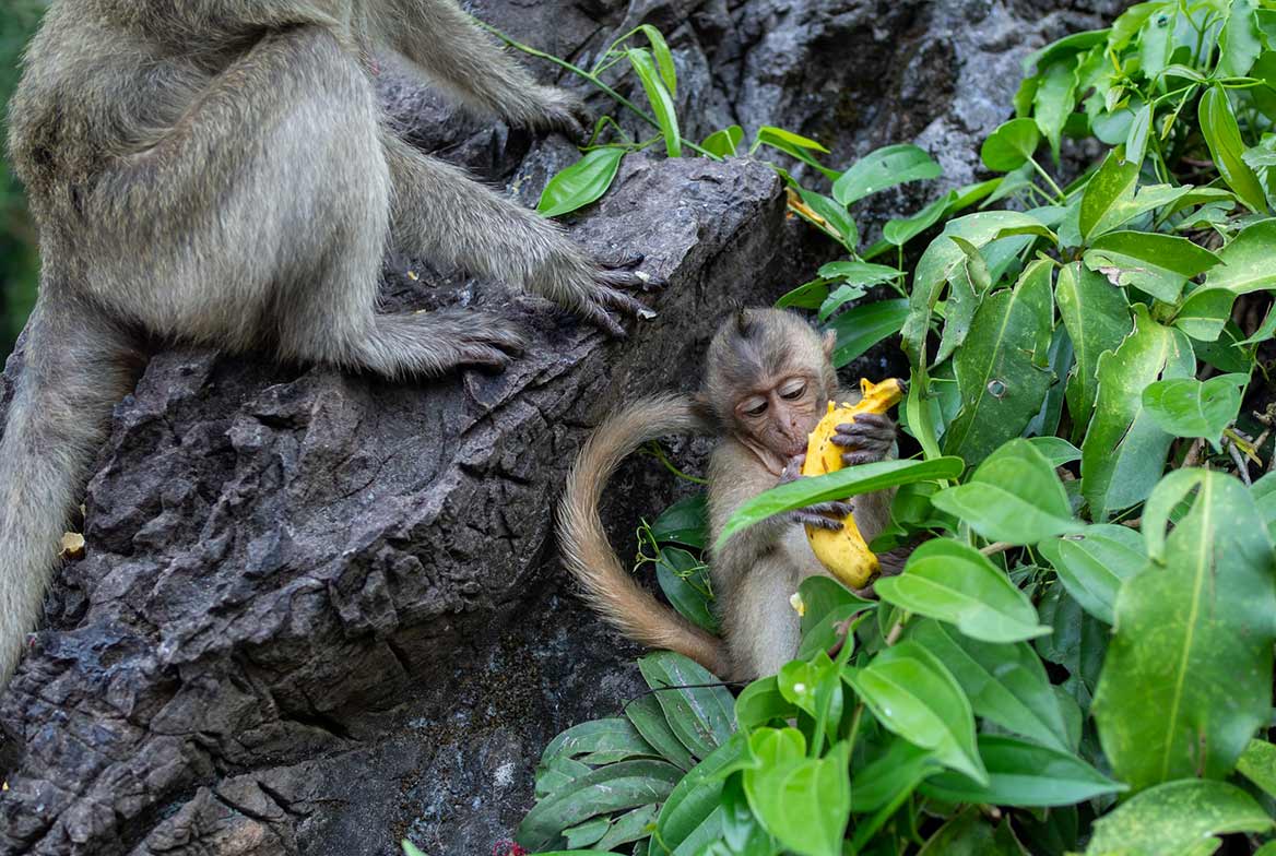 singes Thaïlande